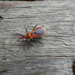 Gminatus australis at Charleys Forest, NSW - 14 Feb 2023