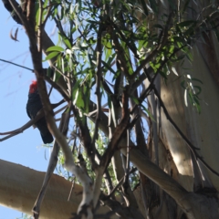 Callocephalon fimbriatum (Gang-gang Cockatoo) at O'Connor, ACT - 16 Feb 2023 by ibaird