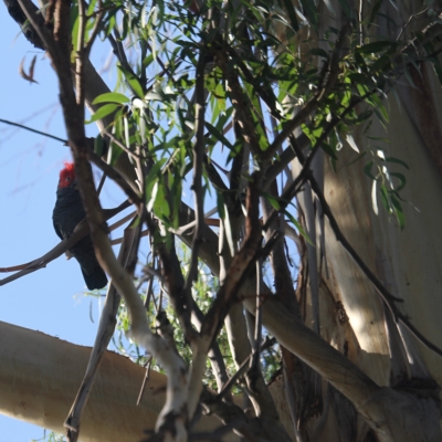 Callocephalon fimbriatum (Gang-gang Cockatoo) at O'Connor, ACT - 15 Feb 2023 by ibaird