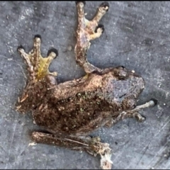 Litoria peronii (Peron's Tree Frog, Emerald Spotted Tree Frog) at Paddys River, ACT - 15 Feb 2023 by jac