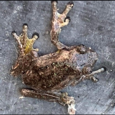Litoria peronii (Peron's Tree Frog, Emerald Spotted Tree Frog) at Paddys River, ACT - 16 Feb 2023 by jac