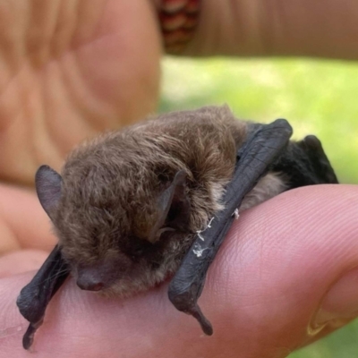 Vespadelus sp. (genus) (A vesper forest bat) at Birrigai - 16 Feb 2023 by jac