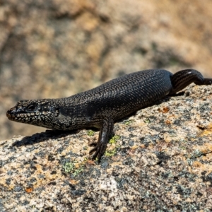 Egernia saxatilis at Undefined Area - 15 Feb 2023