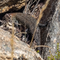 Egernia cunninghami (Cunningham's Skink) at Namadgi National Park - 15 Feb 2023 by Philip