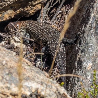 Egernia cunninghami (Cunningham's Skink) at Namadgi National Park - 15 Feb 2023 by Philip