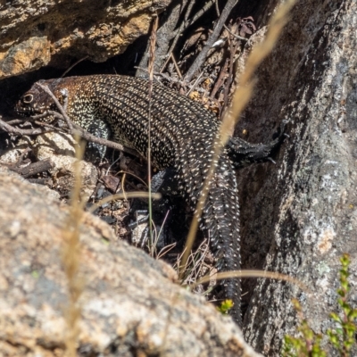 Egernia cunninghami (Cunningham's Skink) at Tennent, ACT - 15 Feb 2023 by Philip