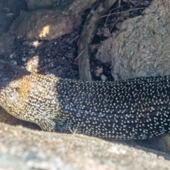 Egernia cunninghami at Tennent, ACT - 15 Feb 2023 11:51 AM