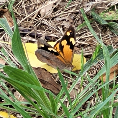 Heteronympha merope (Common Brown Butterfly) at Lyneham, ACT - 16 Feb 2023 by trevorpreston