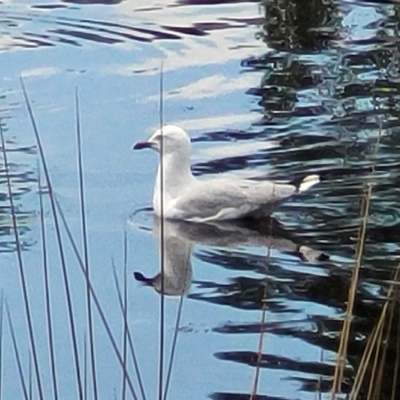 Chroicocephalus novaehollandiae (Silver Gull) at Lyneham, ACT - 16 Feb 2023 by trevorpreston