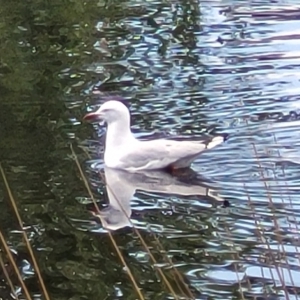 Chroicocephalus novaehollandiae at Lyneham, ACT - 16 Feb 2023