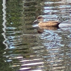 Anas gracilis at Lyneham, ACT - 16 Feb 2023 01:15 PM