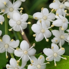 Sambucus nigra (Elderberry) at Sullivans Creek, Lyneham South - 16 Feb 2023 by trevorpreston