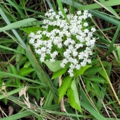 Sambucus nigra at Lyneham, ACT - 16 Feb 2023