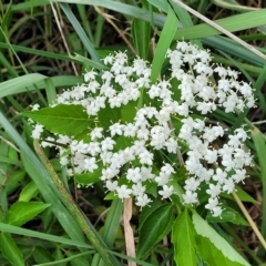 Sambucus nigra at Lyneham, ACT - 16 Feb 2023