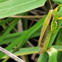 Bermius brachycerus (A grasshopper) at Sullivans Creek, Lyneham South - 16 Feb 2023 by trevorpreston