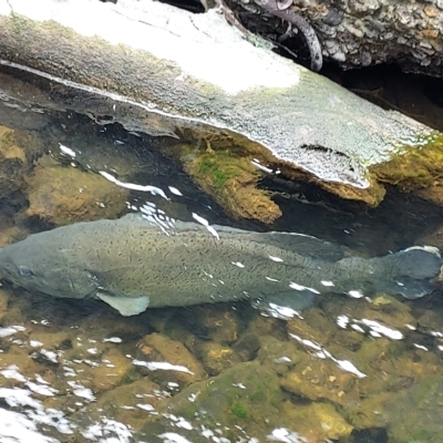 Maccullochella macquariensis (Trout Cod) at Namadgi National Park - 3 Feb 2023 by rangerstacey