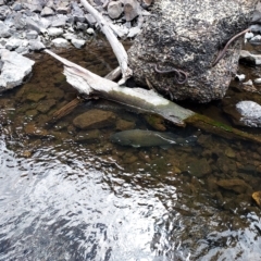 Maccullochella macquariensis at Cotter River, ACT - 3 Feb 2023 02:52 PM