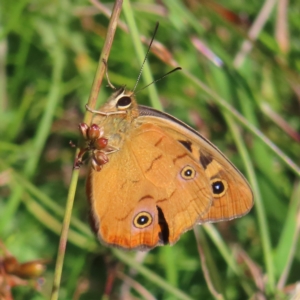 Heteronympha penelope at Paddys River, ACT - 16 Feb 2023 09:24 AM