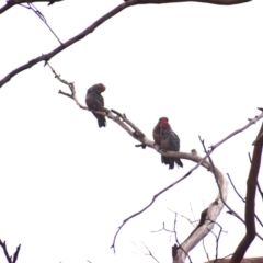 Callocephalon fimbriatum (Gang-gang Cockatoo) at Currawang, NSW - 13 Feb 2023 by camcols