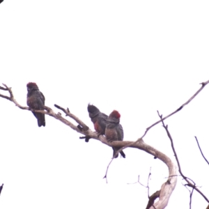 Callocephalon fimbriatum at Currawang, NSW - 13 Feb 2023