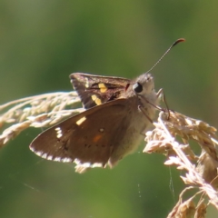 Hesperilla donnysa (Varied Sedge-skipper) at Paddys River, ACT - 15 Feb 2023 by MatthewFrawley