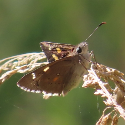 Hesperilla donnysa (Varied Sedge-skipper) at Paddys River, ACT - 16 Feb 2023 by MatthewFrawley