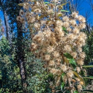 Olearia megalophylla at Tennent, ACT - 15 Feb 2023