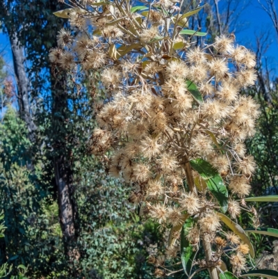 Olearia megalophylla (Large-leaf Daisy-bush) at Namadgi National Park - 14 Feb 2023 by Philip