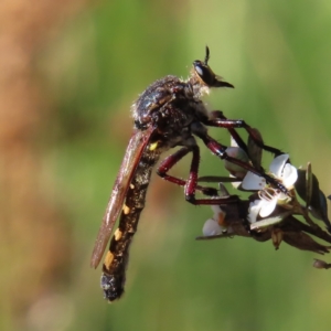 Chrysopogon muelleri at Paddys River, ACT - 16 Feb 2023