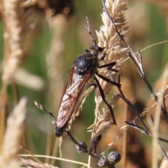 Chrysopogon muelleri at Paddys River, ACT - 16 Feb 2023