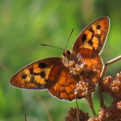 Heteronympha penelope (Shouldered Brown) at Gibraltar Pines - 15 Feb 2023 by MatthewFrawley