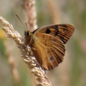 Heteronympha penelope at Paddys River, ACT - 16 Feb 2023