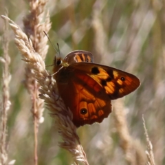 Heteronympha penelope at Paddys River, ACT - 16 Feb 2023 09:39 AM