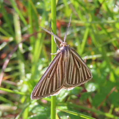 Amelora leucaniata (Striped Cape-moth) at Paddys River, ACT - 16 Feb 2023 by MatthewFrawley