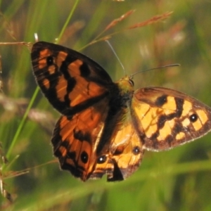 Heteronympha penelope at Uriarra, NSW - 16 Feb 2023