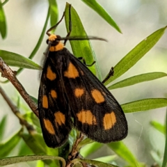 Asura cervicalis (Spotted Lichen Moth) at Acton, ACT - 16 Feb 2023 by HelenCross