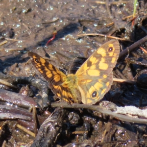 Heteronympha cordace at Paddys River, ACT - 16 Feb 2023 09:45 AM