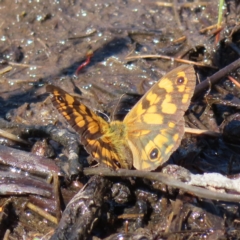 Heteronympha cordace (Bright-eyed Brown) at Paddys River, ACT - 15 Feb 2023 by MatthewFrawley
