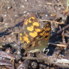 Heteronympha cordace at Paddys River, ACT - 16 Feb 2023 09:45 AM