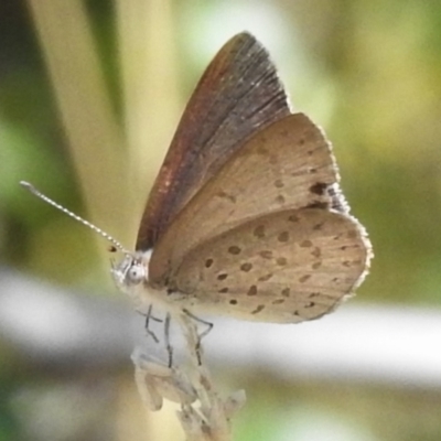 Erina hyacinthina (Varied Dusky-blue) at Brindabella National Park - 16 Feb 2023 by JohnBundock