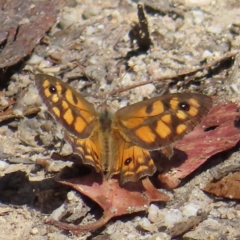 Geitoneura klugii (Marbled Xenica) at Paddys River, ACT - 16 Feb 2023 by MatthewFrawley