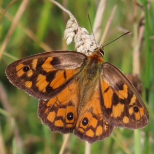 Heteronympha penelope at Paddys River, ACT - 16 Feb 2023