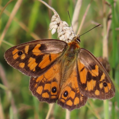 Heteronympha penelope (Shouldered Brown) at Namadgi National Park - 15 Feb 2023 by MatthewFrawley