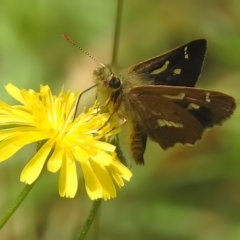 Dispar compacta (Barred Skipper) at Cotter River, ACT - 16 Feb 2023 by JohnBundock