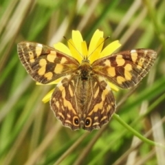 Oreixenica kershawi (Striped Xenica) at Namadgi National Park - 16 Feb 2023 by JohnBundock