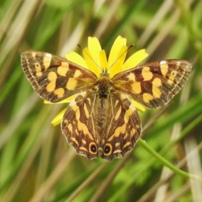 Oreixenica kershawi (Striped Xenica) at Namadgi National Park - 16 Feb 2023 by JohnBundock