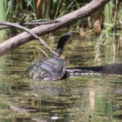 Chelodina longicollis (Eastern Long-necked Turtle) at Fyshwick, ACT - 3 Feb 2023 by RodDeb