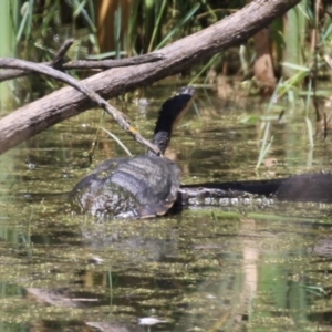 Chelodina longicollis at Fyshwick, ACT - 3 Feb 2023