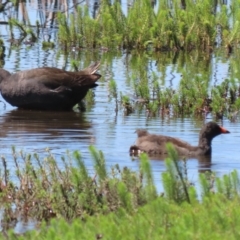 Gallinula tenebrosa (Dusky Moorhen) at Wollogorang, NSW - 10 Feb 2023 by RodDeb