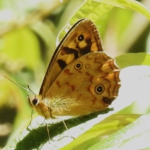 Heteronympha paradelpha at Cotter River, ACT - 16 Feb 2023